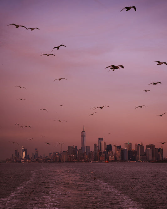 Birds flying over the New York City skyline from a ferry leaving the city