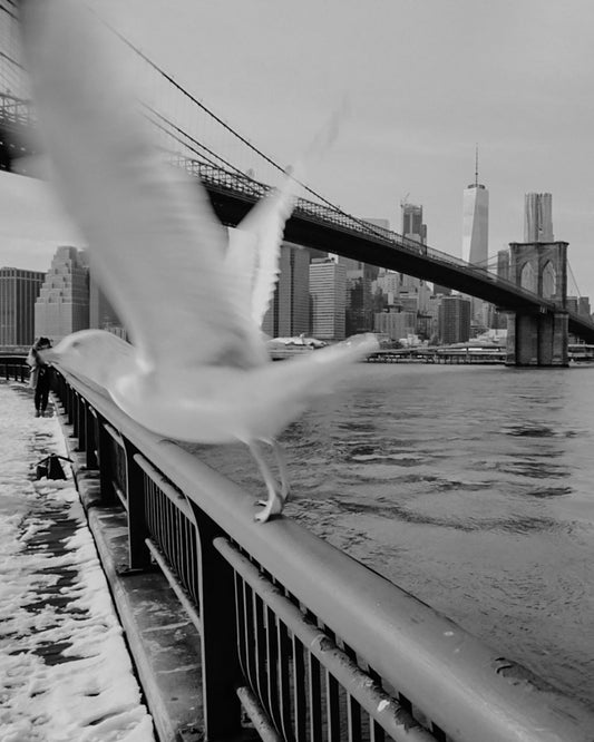 A white pigeon taking off from a railing in front of the Brooklyn Bridge